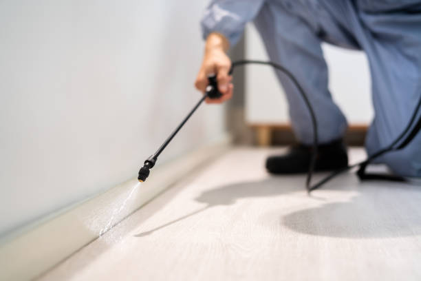 Flea Control Services in Englewood, FL