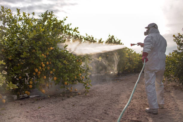 Insect Control in Englewood, FL