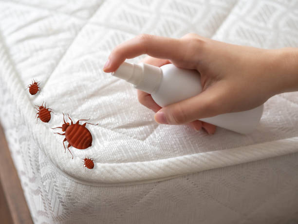 Pest Prevention Services in Englewood, FL