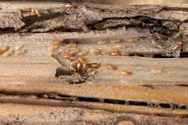 Best Cockroach Control Services  in Englewood, FL