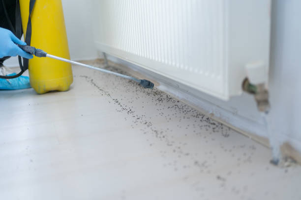 Professional Pest Control in Englewood, FL