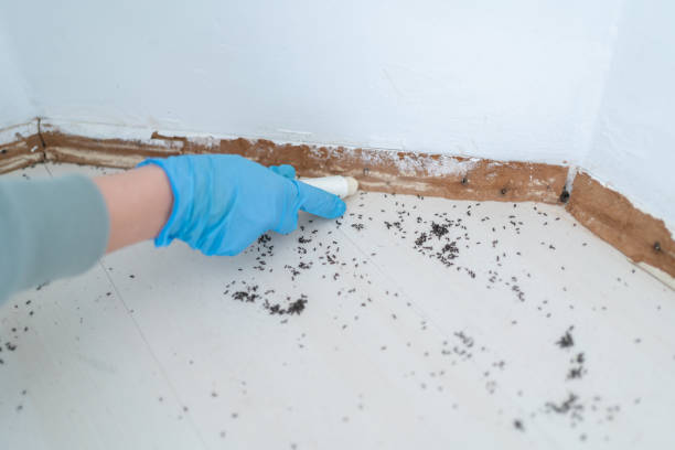 Best Pest Inspection Near Me  in Englewood, FL